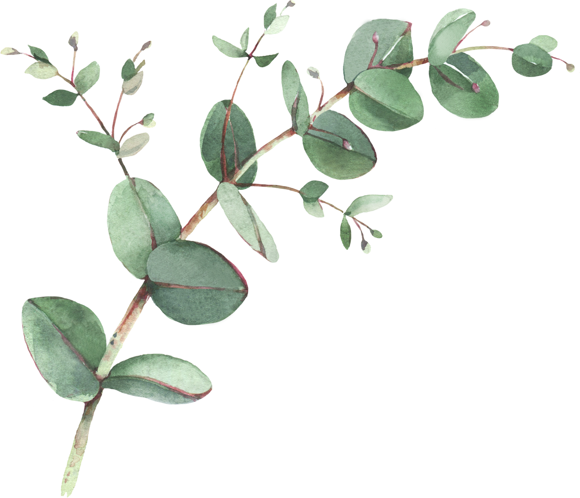 Eucalyptus Foliage Watercolor Illustration